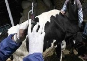 آغاز فاز سوم واکسیناسیون تب برفکی در مریوان