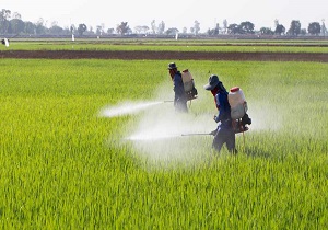 آغاز پایش سن غلات در مزارع استان قزوین از اول اسفند ماه