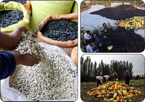 شهرستان خوی رتبه نخست کشوری درتولید آفتابگردان آجیلی