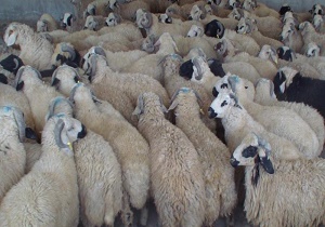 کشف ۶۸ راس دام قاچاق در شهرستان خاتم