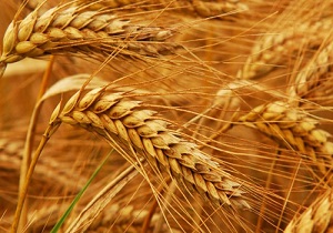 ۱۵ میلیارد و ۸۰۰ میلیون تومان زکات توسط مردم لرستان پرداخت شده است