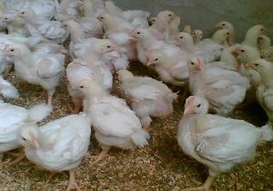 ۶۵۰۰ قطعه جوجه در روستاهای خوسف توزیع شد