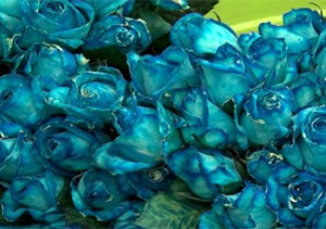 از پرورش رز در گلخانه&zwnj;هایی با جدیدترین تکنولوژی&zwnj;ها تا یادی از خاطرات الفجر هشت + فیلم