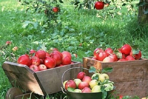 سیب و پرتقال با کیفیت شب عید به استان&zwnj;ها توزیع شد