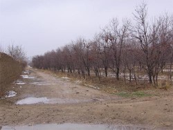 اقدامات مدیریتی در سطح باغات در اواخر زمستان