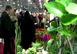 تولید سالانه ۵۲ میلیون گلدان گل، گیاهان آپارتمانی و شاخه گل بریده زینتی در مازندران