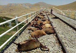 تلف شدن ۲۶ راس گوسفند بر اثر برخورد با قطار مسافربری