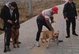 افزایش حمله سگ‌های صاحبدار به افراد در ساوه