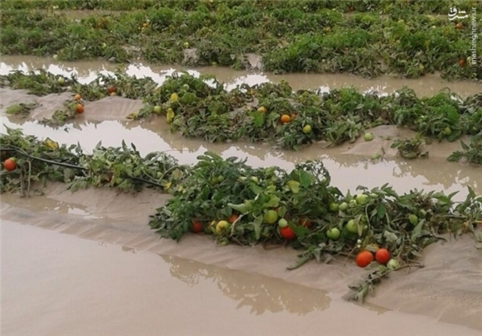 خسارت ۳ میلیاردی بارندگی در بخش سندرک