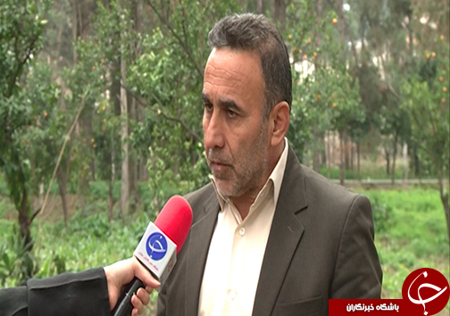 کشت سیب زمینی با بذر صنعتی راهی سود آورتر برای کشاورزان گلستانی