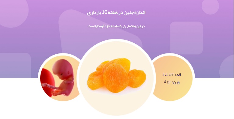 جنین در هفته دهم بارداری از خود صدا در می آورد+ تصاویر و علائم بارداری