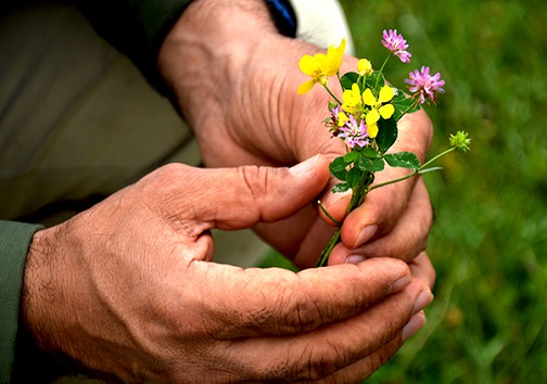 جنگلانه، طرحی ملی و مردمی است