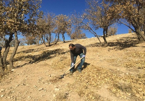 جنگلانه، طرحی ملی و مردمی است