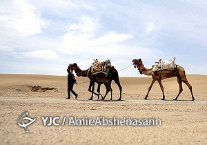 تاخت شتران در کویر طبس