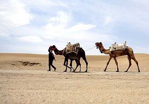 تاخت شتران در کویر طبس