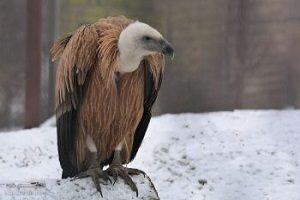 دستگیری قاچاقچی کرکس در فرودگاه