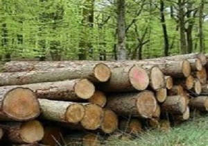 جنگل‌های مریوان زیر تیغ جنگل خواران