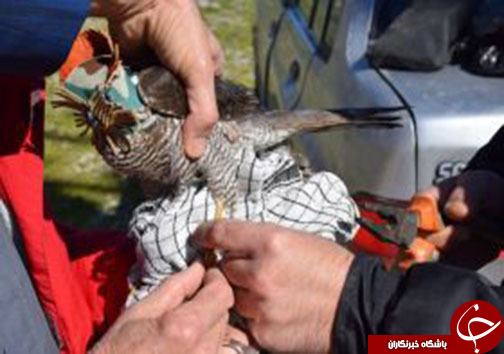 نوجوان لرستانی ناجی پرنده شکاری
