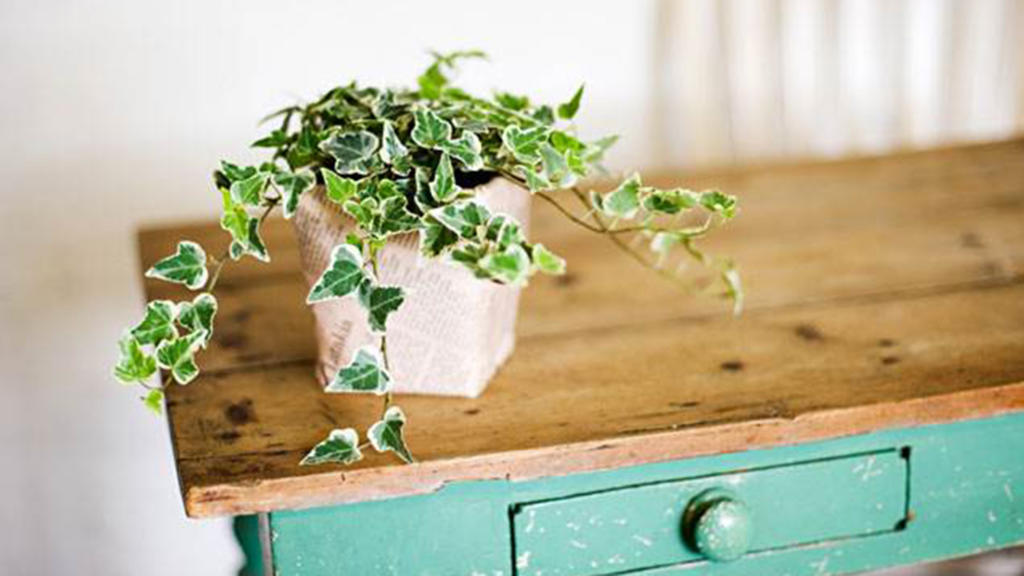 چکار کنیم تا گیاهان آپارتمانی پژمرده نشوند؟