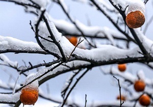 اختصاص ۵۲ میلیارد تومان اعتبار برای جبران خسارت کشاورزان استان اردبیل