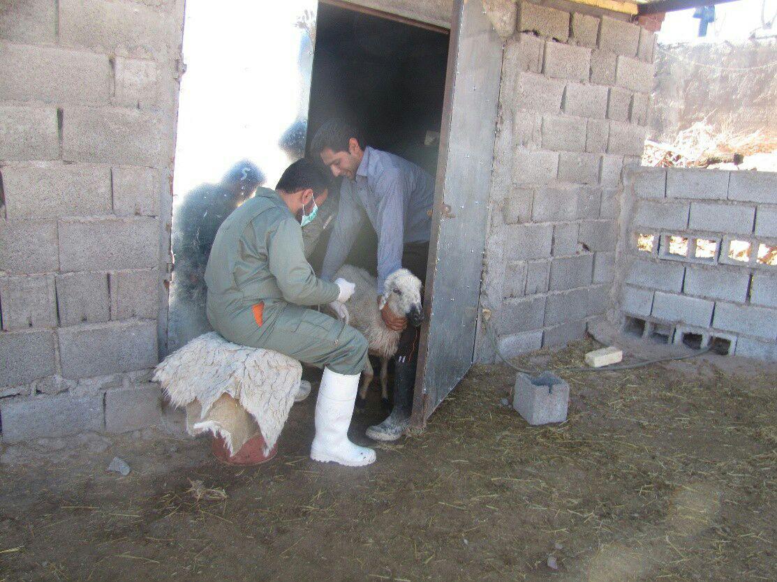 اجرای فاز واکسیناسیون تب برفکی گوسفندی در شهربابک