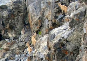 سرشماری نوبت دوم زمستانه پستانداران استان کردستان انجام شد