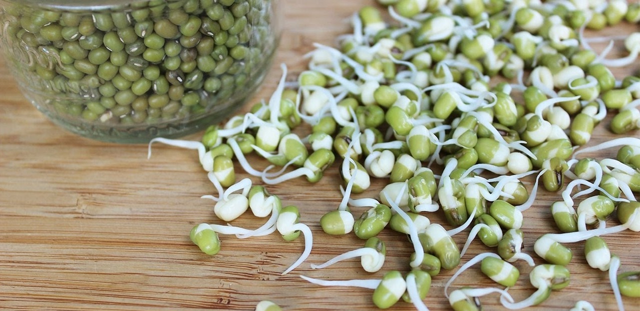 کبدچرب را با &laquo;جوانه ماش&raquo; درمان کنید/ زنان یائسه از مصرف این جوانه غافل نشوند