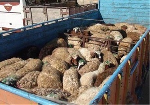 توقیف خودروی حامل دام قاچاق در بیجار