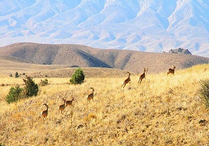 یکی از متهمان قتل محیط بان گلستانی آزاد شده است