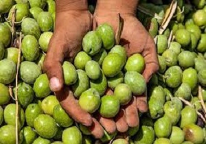 کشف محموله ۲۷ تنی کنسرو زیتون قاچاق در آبراه اروند