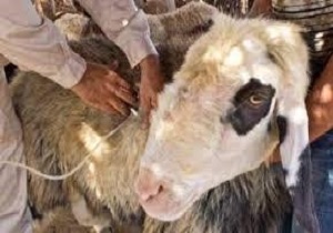 واکسیناسیون بیش از ۶۰۸ هزار راس دام سبک علیه بیماری آنتروتوکسمی
