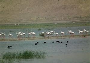 تالاب قره گل بوکان احیا می‌شود