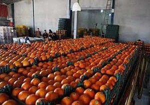 ذخیره سازی ۲ هزار تن میوه شب عید در قزوین