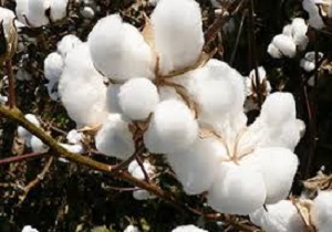 احیای تولید پنبه در اردبیل