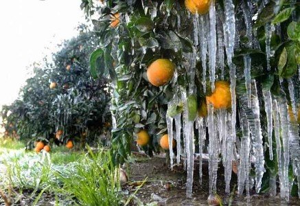 تداوم سرما و یخبندان شبانه در سیستان وبلوچستان /باغداران و کشاورزان استان برای مقابله با سرما چه کنند؟