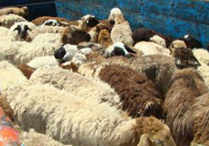 کشف ۷۶ راس دام قاچاق درفریدن