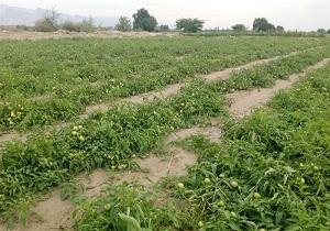 بررسی مشکلات کشاورزان هرمزگانی