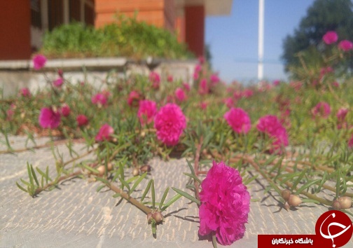 شعر صلوات، حکایتی از یک عهد و پیمان