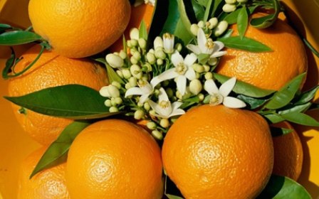 درمان زخم بستر با &laquo;شربت میوه نارنج&raquo;/ با مصرف این نوشیدنی خستگی روزانه را رفع کنید