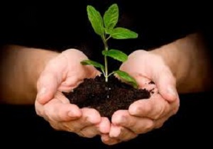 کاشت نهال در شهرک های صنعتی منطقه آزاد اروند