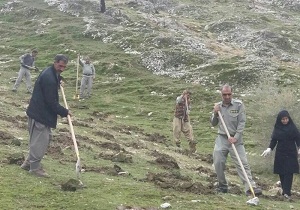 طرح ملی جنگلانه در شهرستان کبودراهنگ اجرا شد