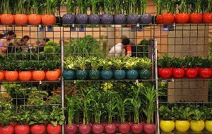 نمایشگاه گل و گیاه در یاسوج برگزار می شود