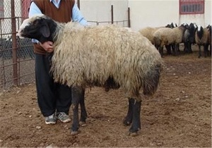 ذبح ۱۳۳ گوسفند و توزیع گوشت آن بین نیازمندان