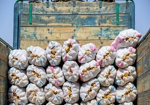 ماجرای باز شدن پای سیب‌زمینی‌های ایرانی به خارج از کشور + فیلم