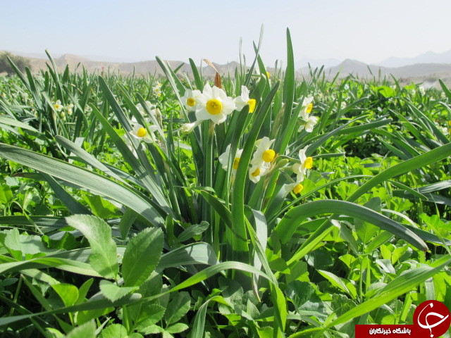 برداشت گل نرگس در دشتستان + تصاویر