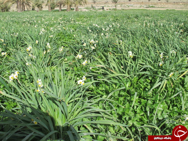 برداشت گل نرگس در دشتستان + تصاویر