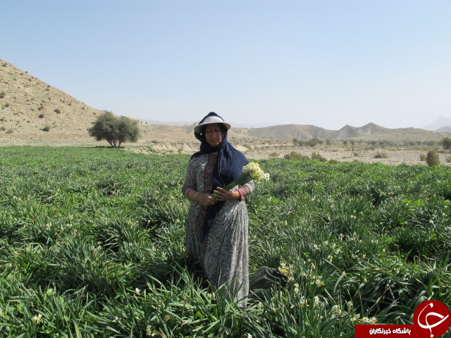 برداشت گل نرگس در دشتستان + تصاویر