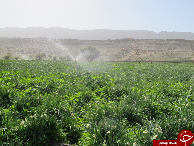 برداشت گل نرگس در دشتستان + تصاویر