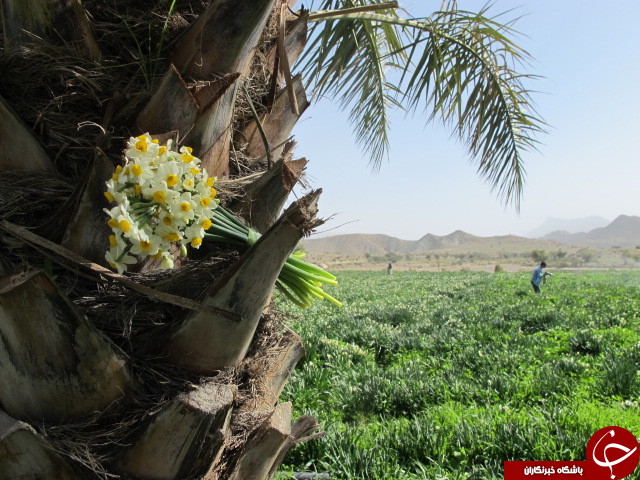 برداشت گل نرگس در دشتستان + تصاویر