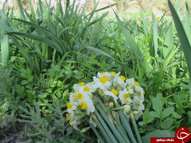 برداشت گل نرگس در دشتستان + تصاویر